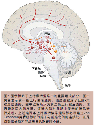 二下丘脑对人体睡眠和昼夜节律的调控机制研究