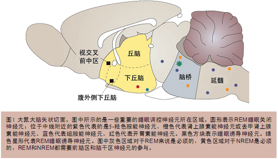 1.2 REM睡眠 REM睡眠是由脑干区负责的,尤其是脑桥部位和靠近中脑的部位。该区域包含了REM期活性最高的那部分神经元细胞。这些REM诱导细胞(REM sleep on cells)在REM期通过抑制运动神经元细胞的活性能造成姿态性肌肉(随意肌)肌张力消失。此外,这些细胞还具有调节REM睡眠的作用。一旦被激活,它们就会释放乙酰胆碱拮抗剂(acetylcholine agonist)到脑桥的特定部位,延长REM睡眠期。如果这些细胞受损,会极大地影响REM睡眠。虽然目前还不了解这些REM诱导细胞的热敏