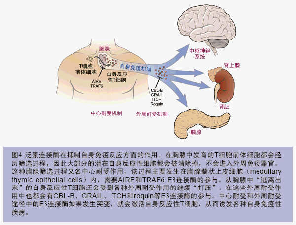 作用  骨髓里的t细胞前体细胞迁移到胸腺之后会在胸腺中经历一次复杂