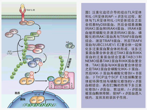 sep 21 20102 comments 蛋白质泛素化修饰过程在人体免疫系统