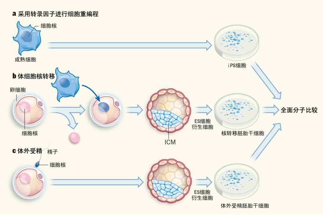 体内细胞重编程技术在神经元再生中的应用
