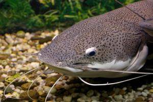 像鱼类的第六感 生命奥秘