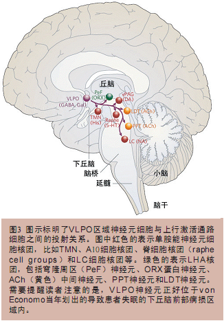 下丘脑解剖结构图图片