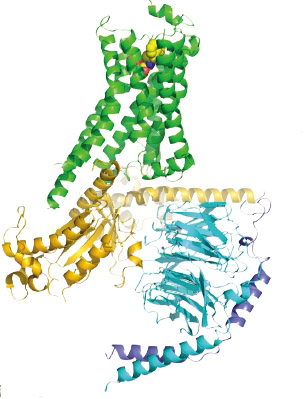cell-signaling.jpg
