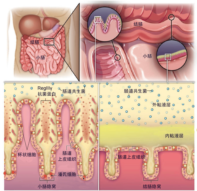研究发现抗菌蛋白可以让肠道细菌远离肠道上皮组织 生命奥秘 研究发现抗菌蛋白可以让肠道细菌远离肠道上皮组织 生命奥秘