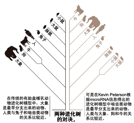 重建哺乳动物进化树