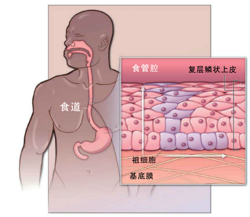 食管干细胞 你们在哪里 生命奥秘 食管干细胞 你们在哪里 生命奥秘