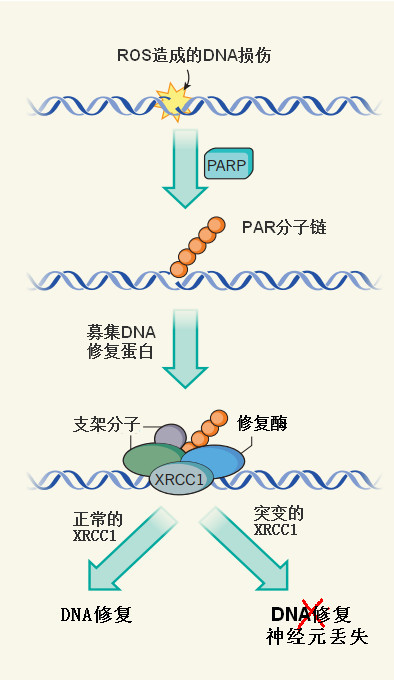 生命奥秘