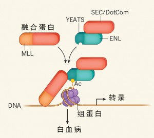 蛋白质ENL对于MLL-r白血病至关重要