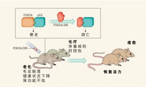 抗衰老新工具，清除体内老化细胞