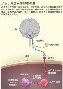 电刺激激活免疫系统疗法2