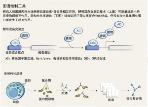 图谱绘制工具