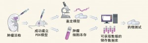 癌症治疗新曙光：癌症建模