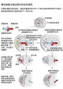 垃圾DNA的来源——染色体的不对称分配