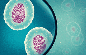 个体细胞有遗传“指纹”的能力，使我们能够发现它们的微妙差异