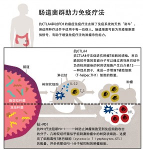 肠道菌群助力免疫疗法