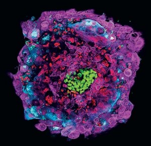 体外培养12天后的人类囊胚模拟了移植后发育的细胞层