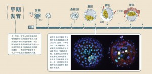 发育过程1