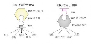 RNA与RBP之间的作用是双向的