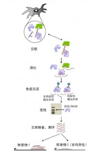 一些方法集中于表征RBP中的蛋白质