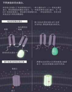 不同类型的荧光蛋白