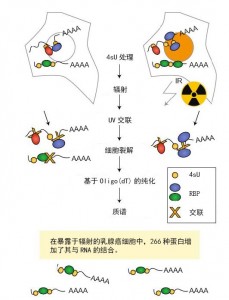 采用乳腺癌细胞来研究DNA损伤响应的方法