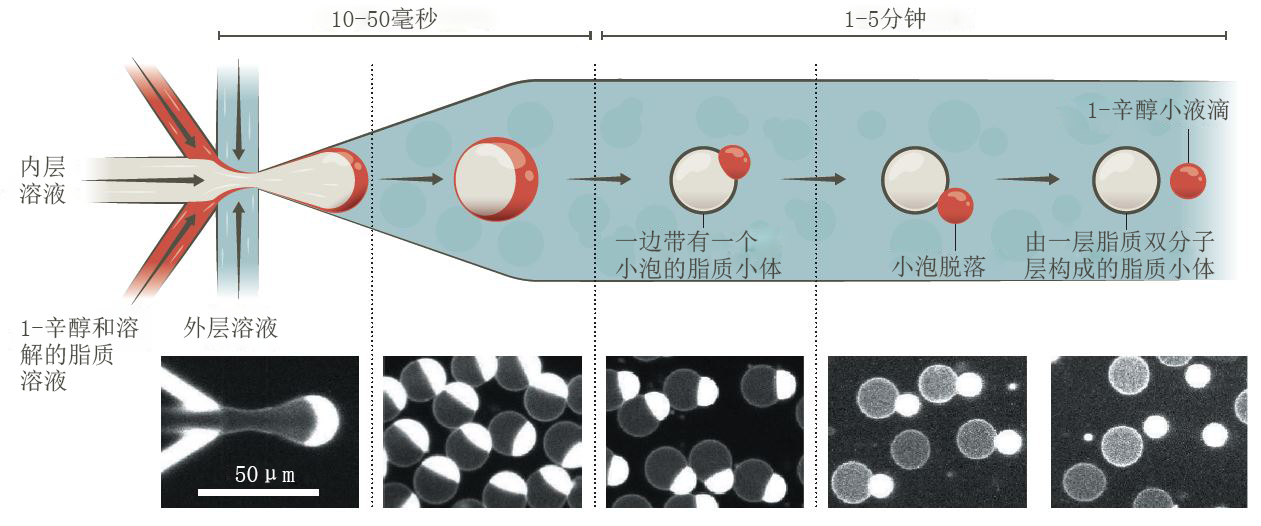 从头合成细胞 生命奥秘 从头合成细胞 生命奥秘