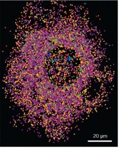 透明组织推动生物学研究2