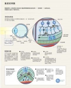 重建视网膜1