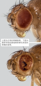 果蝇复眼