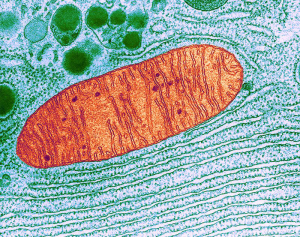 细胞器互作变革生物研究3