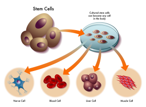 纵观干细胞临床转化1