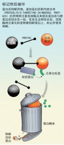 蛋白清除药物或前途无量2