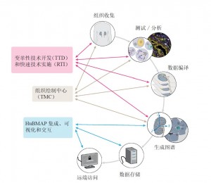 图1. HuBMAP组织