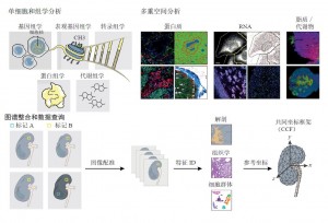 图3. 跨细胞和空间尺度的图谱生成和整合