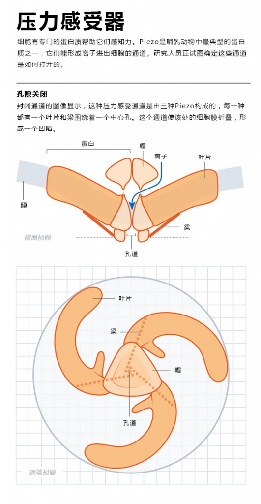 压力感受器