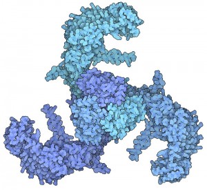 在一些动物身上，三个叶片状的蛋白质一起形成了Piezo1通道