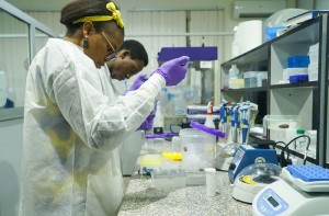 尼日利亚埃德传染病实验室的研究生使用基因编辑工具CRISPR来检测血液样本中的拉沙病毒