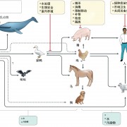 2. 传播及病理生理机制