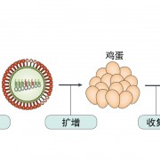 3. 流感的诊断、预防和筛查