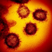 一、2019-nCoV /SARS-CoV-2基因组相关研究
