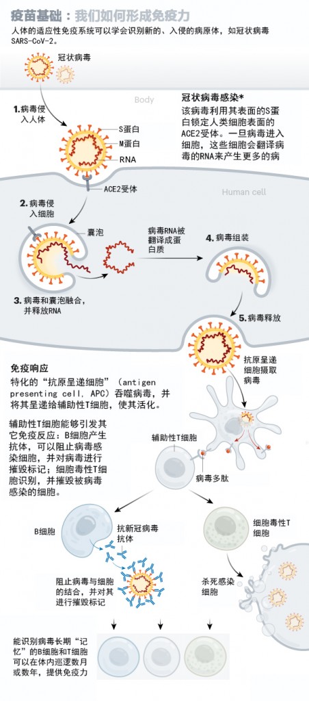 新冠病毒疫苗竞赛：图解指南1