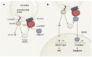 第四种防御分子完善了抗病毒阵容