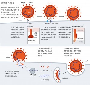 致命的入侵者