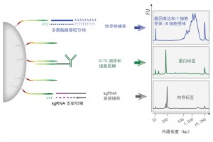 来自Smibert、Satija等人的ECCITE-seq方法捕获了包括基因表达（GEX）、T细胞受体（TCR）和B细胞受体（BCR）序列在内的多模态信息，以及来自单个免疫细胞的蛋白表达