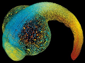 机械力控制胚胎生长，生命成形