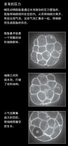 机械力控制胚胎生长，生命成形1