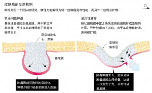 机械力控制胚胎生长，生命成形2