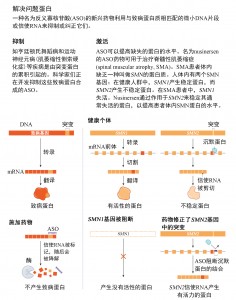 基因疗法有望治愈大脑疾病 1