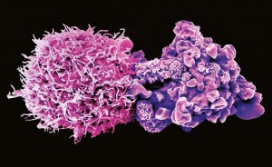 追踪癌症干细胞的起源1